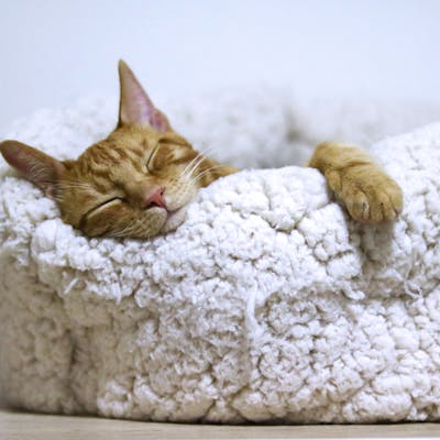 Adorable ginger cat peacefully sleeps in a soft, fluffy basket indoors.